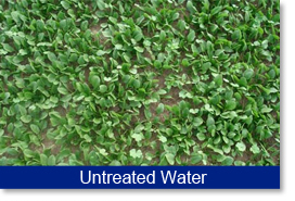 Yield results. Untreated water